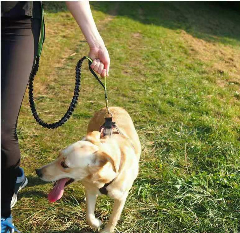 Dog Leash Hand Free Running Bungee Dog Lead