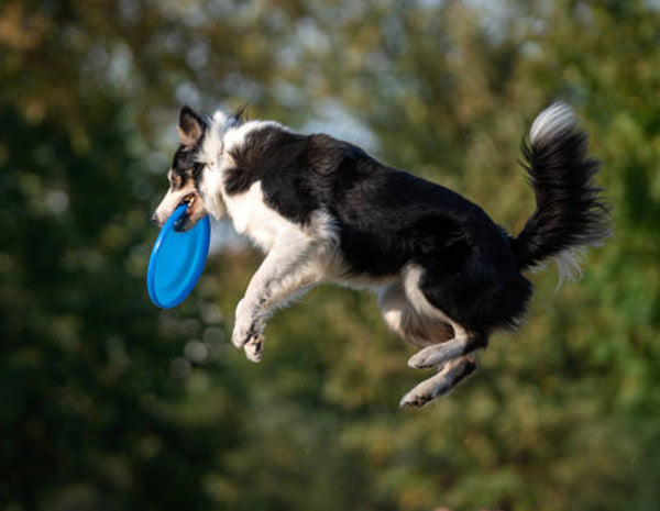 Dog Frisbee Flying Disc Pet Training Toy (Blue)