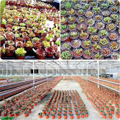 100 X Plant Flower Garden Pots Nursery Seedlings Pot Growing Container (120mm)