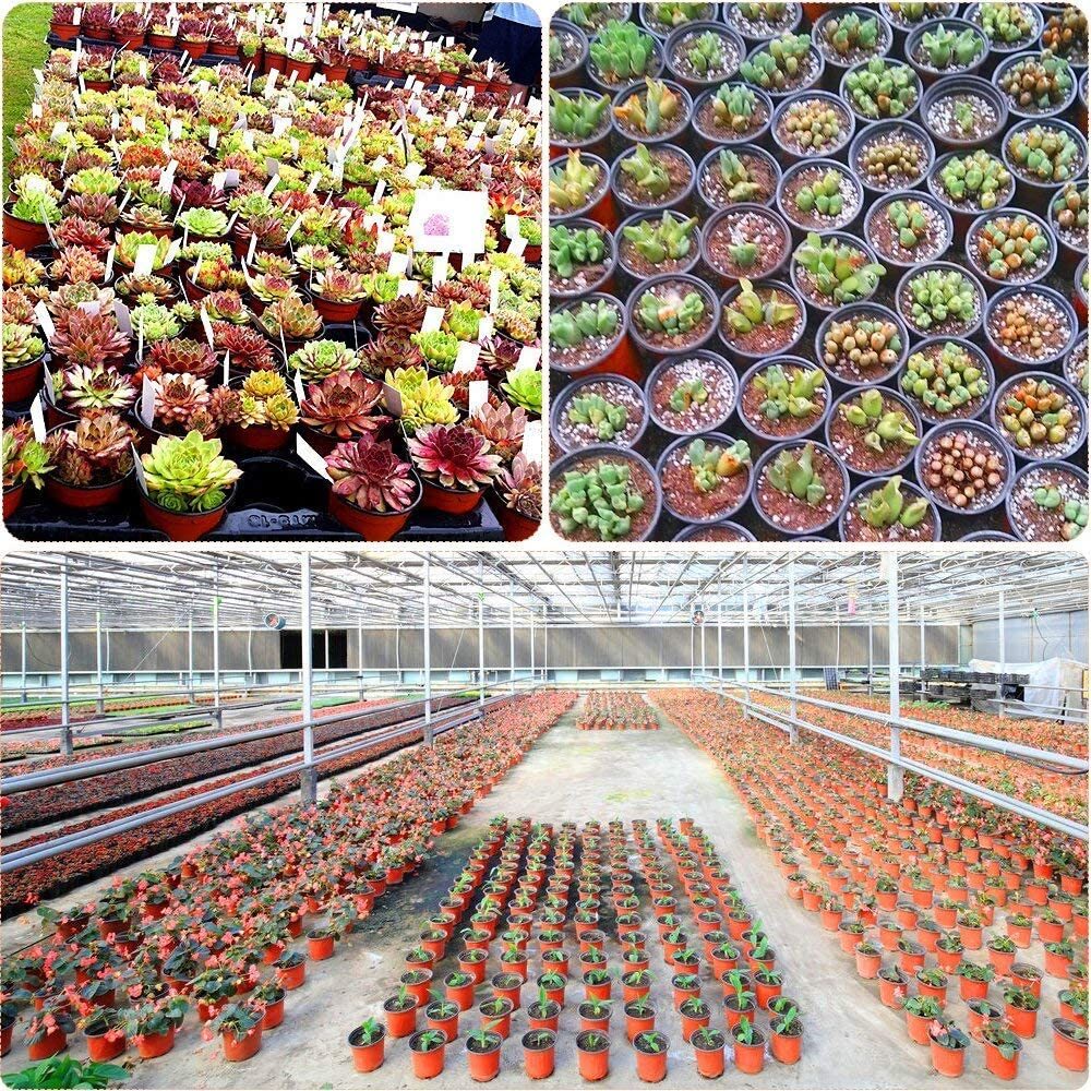 100 X Plant Flower Garden Pots Nursery Seedlings Pot Growing Container (210mm)