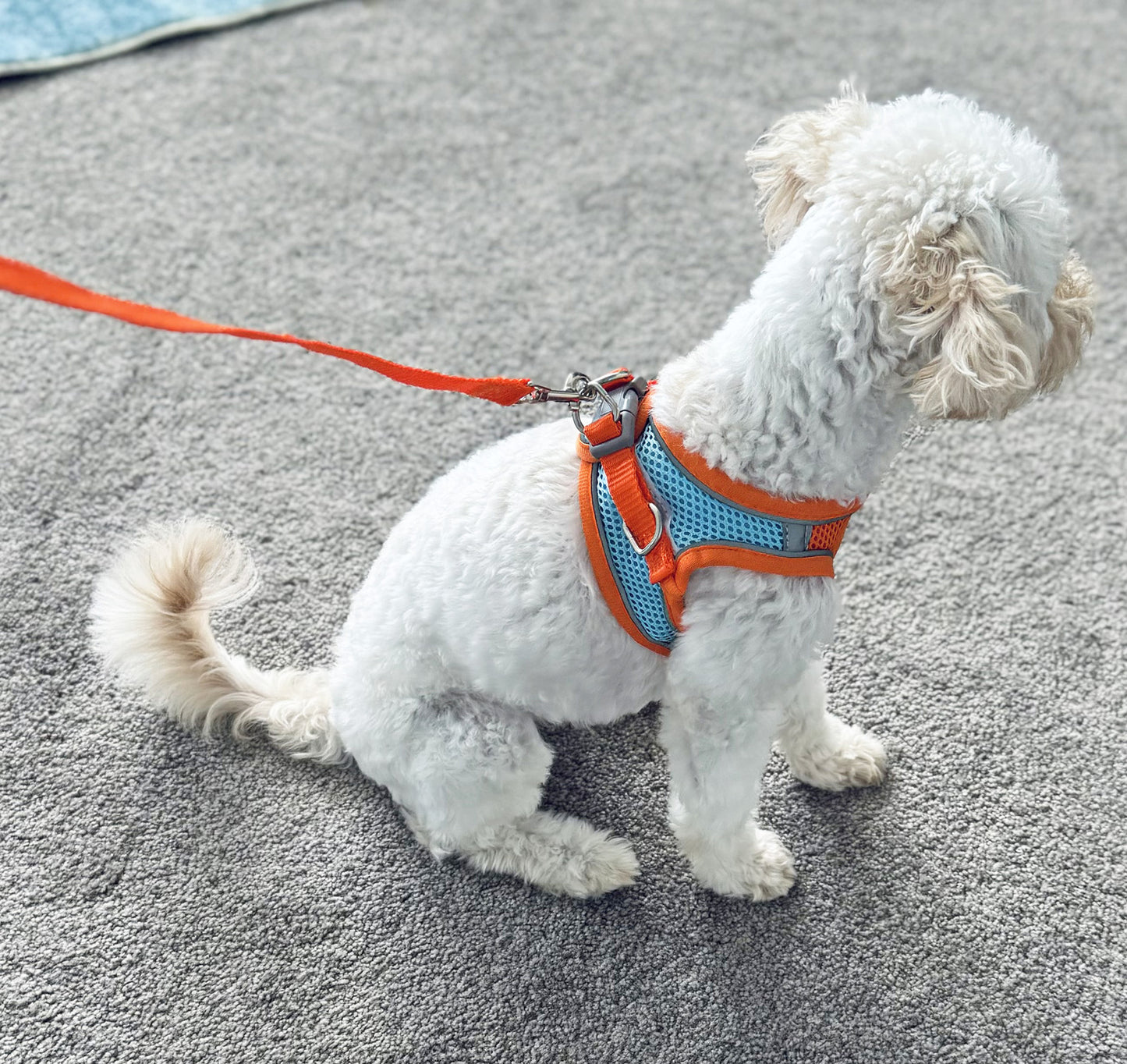 Large Dog Harness and Leash Set Pet Vest Lead (Orange, L)