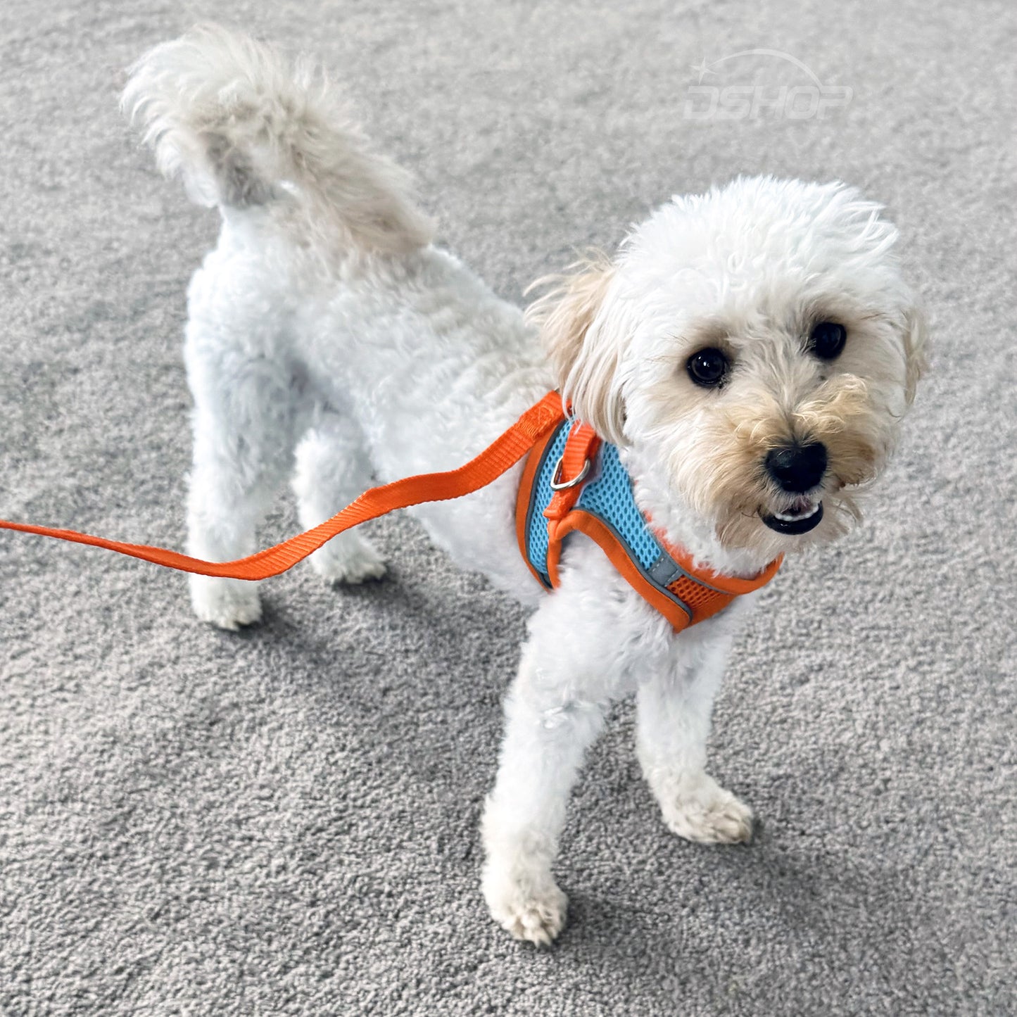 Large Dog Harness and Leash Set Pet Vest Lead (Orange, L)